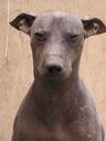 The Peruvian hairless dog -- so incredibly ugly! (This is the dog that tried to have his way with Ashe)
